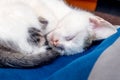 Small white spotted kitten sleeping on an office chair, sweet sleep Royalty Free Stock Photo