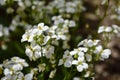Small white spring flowers. Selective focus. Royalty Free Stock Photo