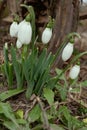 Small white spring flowers snowdrop or common snowdrop Galanthus nivalis is spring symbols. On backyard or in garden. Early Royalty Free Stock Photo