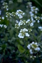 a small white spring flowers, texture, background Royalty Free Stock Photo