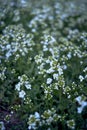 a small white spring flowers, texture, background Royalty Free Stock Photo