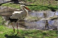 Small white stork near the water Royalty Free Stock Photo