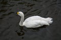 Small white Swan, Cygnus bewickii, swimming in the pond. Birds, ornithology