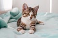 Small white tabby kitten with green eyes is lying on a blue blanket near to window Royalty Free Stock Photo