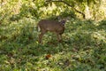 Small White Tail Deer Stares At Camera Royalty Free Stock Photo