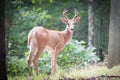 Small White Tailed Deer, Antlers in Velvet Royalty Free Stock Photo