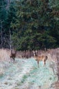 Small White-tailed deer, nontypical buck odocoileus virginianus and doe in Wisconsin Royalty Free Stock Photo