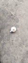 small white tea cup on the ground