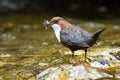 Small white-throated dipper standing in flowing water.