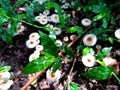 small white toxic mushrooms and wet grass Royalty Free Stock Photo