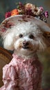 A small white Toy dog sporting a hat and a pink dress Royalty Free Stock Photo