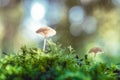 Small white mushroom in the moss