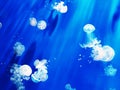 Small white transparent jellyfish Phyllorhiza punctata in the blue water of the aquarium. Royalty Free Stock Photo