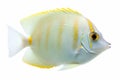 Small white tropical fish with barbels for foraging Royalty Free Stock Photo