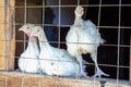 Small white turkey chickens