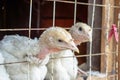 Small white turkey chickens