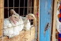 Small white turkey chickens