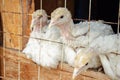 Small white turkey chickens