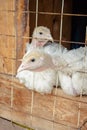 Small white turkey chickens