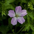 White and violet geranium flower Royalty Free Stock Photo