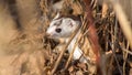 a small white weasel, already molting, taken on the forest floor in spring