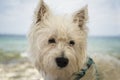 White West Highland terrier - face close up