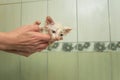 A small white wet kitten sits in the hands of the mistress, after bathing and taking a shower. Cleanliness and hygiene of pets Royalty Free Stock Photo