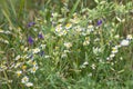 Small white wild daisy like flowers in wild field Royalty Free Stock Photo