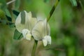 Small white wild flower in the garden, pale yellow blossom, green leaves, nature outdoors Royalty Free Stock Photo