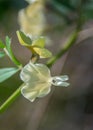 Small white wild flower in the garden, pale yellow blossom, green leaves, nature outdoors Royalty Free Stock Photo