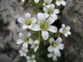 Small white wild flowers on rock close up spring nature background Royalty Free Stock Photo