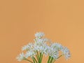 Small white wild garlic flowers on a peach background, horizontal