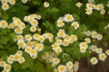 Matrikariya flowers in the garden. white Tanacetum parthenium blossoms