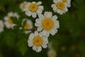 Matrikariya flowers in the garden. white Tanacetum parthenium blossoms