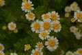 Matrikariya flowers in the garden. white Tanacetum parthenium blossoms