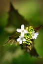 Small white young nettle flowers