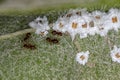 Small Whiteflies Insects with Adults Rover Ants