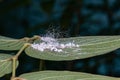 Small Whiteflies Insects Royalty Free Stock Photo