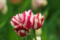 Small whitered tulips in the park