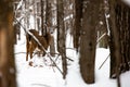 Small whitetail buck deer with snow on his face Royalty Free Stock Photo