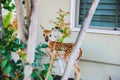 Small fawn is hiding in the front yard of this house waiting for mom to get back.