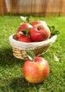 Fresh farm apples