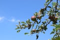 small wild apples on the tree Royalty Free Stock Photo