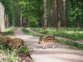 A small wild boar escaped to freedom for the territory of the aviary