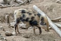 Small wild boar piglet looking for his mother