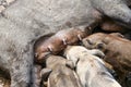 Small wild boars sucking milk from their mother Royalty Free Stock Photo