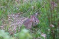 small wild brown rabbit sitting in weeds in spring Royalty Free Stock Photo