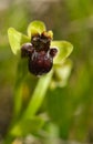 Small wild Bumblebee orchid - Ophrys bombyliflora Royalty Free Stock Photo