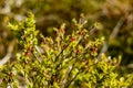 Small wild bush with tiny red flower fruit Royalty Free Stock Photo