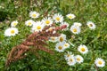 Camomiles in a wild meadow Royalty Free Stock Photo